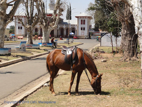 Cheval Equitation Antsirabe