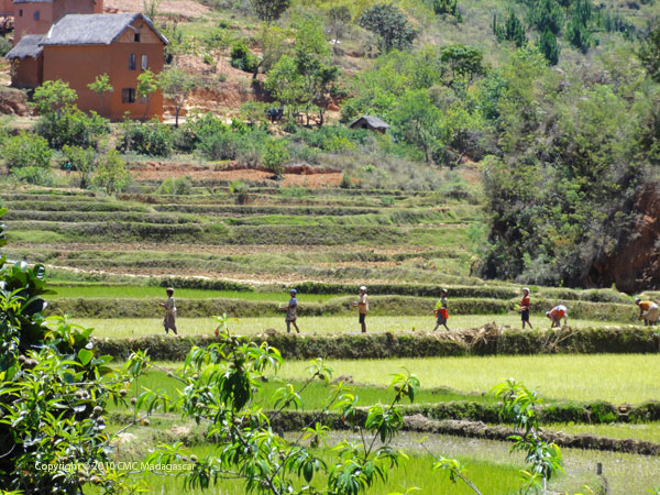 Culture Riz Hauts PLateaux Madagascar